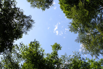 Dense forest with tall trees in a yellow field