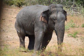 Elephant