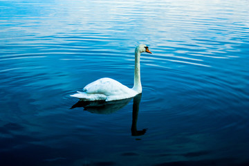 White swan on a Lake in the beautiful evening light
