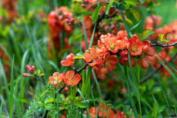 Japanese quince blossom branch in the garden.