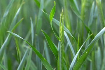 Detail of the young green Rye Spike