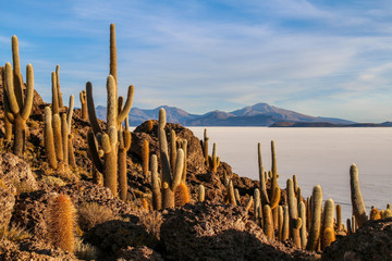Desert landscape with cactus at Salar de Uyuni. Blue sky day over the salt desert. 