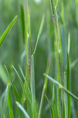 Detail of the young green Rye Spike