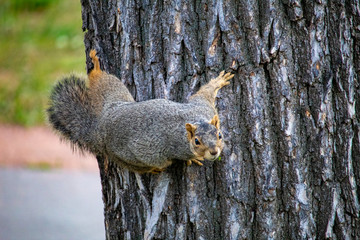 squirrel on a tree