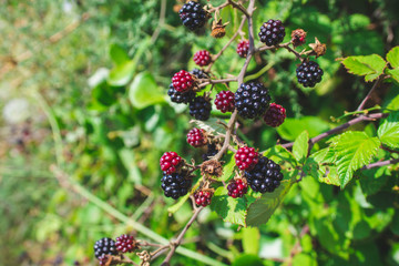 Ripe and unripe blackberries growing on a field in Croatia during summer