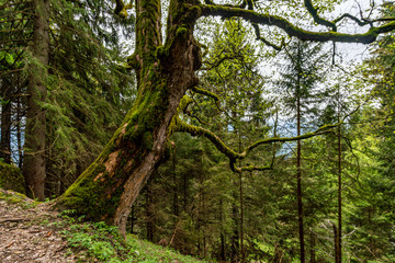 The beautiful Gunzesried valley