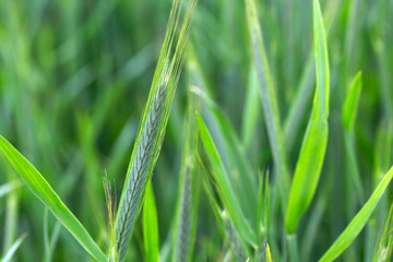 Obraz premium Detail of the young green Rye Spike