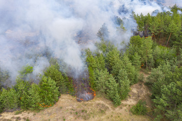Plakat Aerial view of a fire in a pine forest. Disaster filming by drone