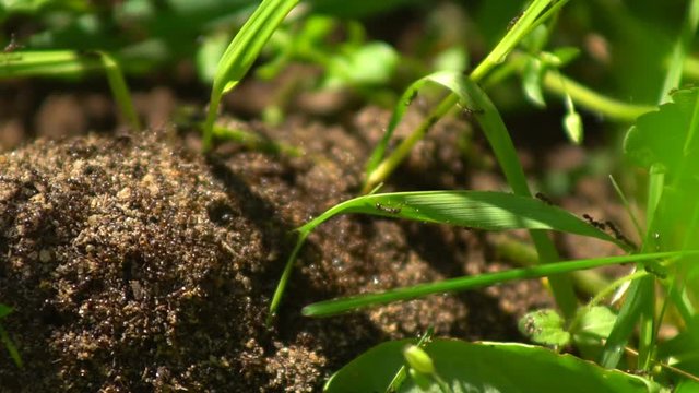 Plural ants move quickly in their anthill among green grasses