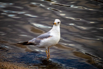 seagull on the beach