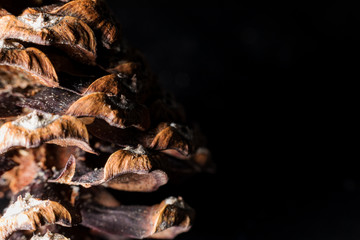 Ein Tannenbaum zapfen auf einem schwarzen Hintergrund, der mit einem Makroobjektiv Fotografiert wurde.
