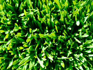 Fototapeta premium Young wheat. Green grass. Top view. Stock photo.