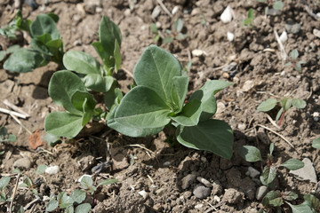 newly sprouted spanish beans planted in the garden, broad bean plant, natural and organic,