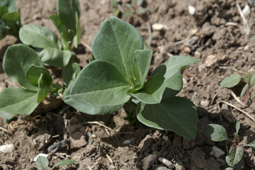 newly sprouted spanish beans planted in the garden, broad bean plant, natural and organic,
