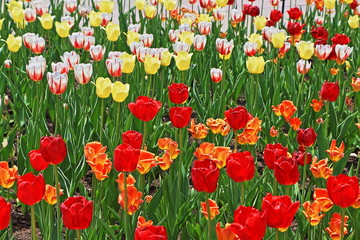 red and yellow tulips