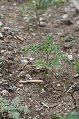 newly planted tomato seedlings in the garden, tomato plant in the organic garden,