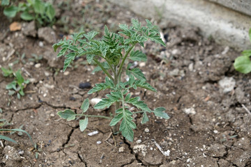 newly planted tomato seedlings in the garden, tomato plant in the organic garden,
