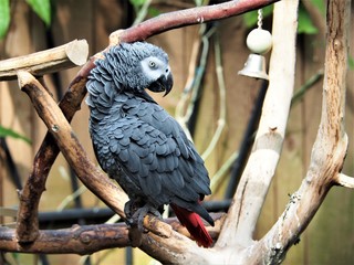 Obraz premium black macaw bird perched