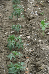 newly planted tomato seedlings in the garden, tomato plant in the organic garden,