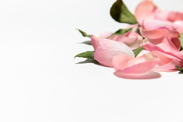 Rose on a white background