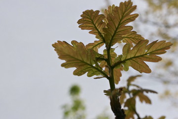 young  oak leaves in the sun