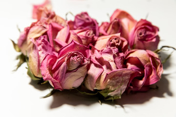 Rose on a white background