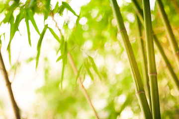 Bamboo green forest background on sunny day - soft focus