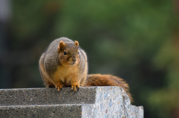 squirrel on ledge