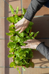 Small vegetable garden on the balcony in a flower box with sorrel plants