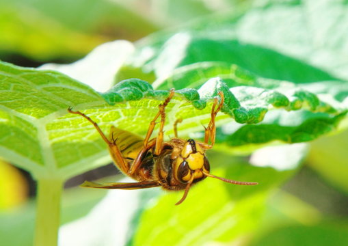 73 Best キイロスズメバチ Images Stock Photos Vectors Adobe Stock