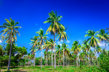 Naklejka premium Palms
