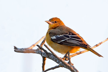 A female American Goldfinch perched on a tree branch in Toronto, Canada