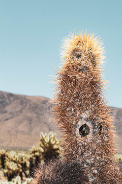 Cholla Cactus Garden - Joshua Tree National Park