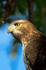 A close-up shot of a Red-tailed Hawk emerging out of shadow