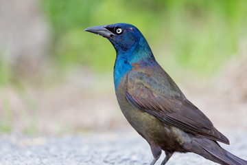 Obraz premium A close-up shot of a common grackle