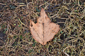 leaf on ground