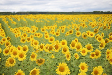 Obraz premium Field of ripe yellow sunflowers and blue sky