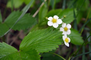 flowering wild strawberries in the meadow