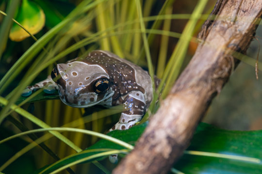 Mission Golden Eyed Tree Frog (trachycephalus Resinifictrix)