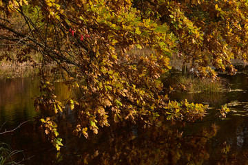 yellow autumn leaves on a tree branch