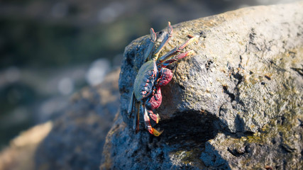 Closeup image of crab warming under sun rays on the cliff at sea shore
