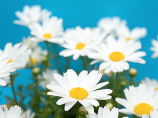 ノースポールの花