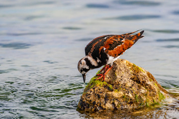 Ruff (Philomachus pugnax) in a natural habitat.