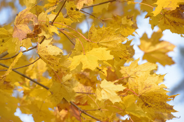autumn yellow maple leaves