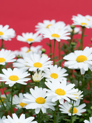 Obraz premium ノースポールの花