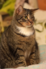 striped one-eyed cat in a shelter