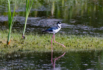 Black necked stilt wading in coastal marsh at Harris Neck wildlife sanctuary in Georgia.