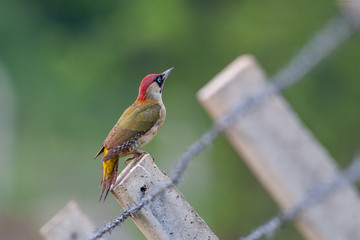 European Green Woodpecker, (Picus viridis) in its natural habitat.