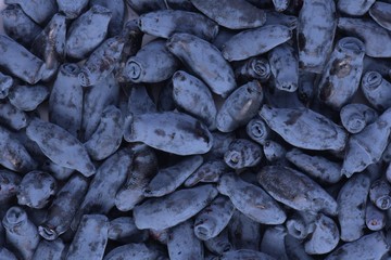 Blue honeysuckle (Lonicera caerulea var. edulis). Known also as Honeyberry, Blue-berry honeysuckle, Sweetberry honeysuckle and Haskap berry. Another scientific name is Lonicera edulis.