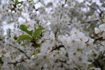 A lot of white flowers of the blooming apple tree.